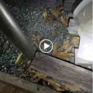 がんばれ！！　ラテ初対面のサムネイル